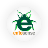 Entosense Logo